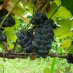 Korai nagybogyójú „Izabella” (Izotella)