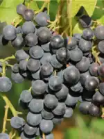 New York muscat csemegeszőlő oltvány