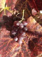 New York muscat - Image 2