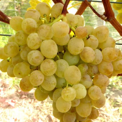 csemegeszolo poloskei