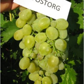 Vostorg szőlőoltvány