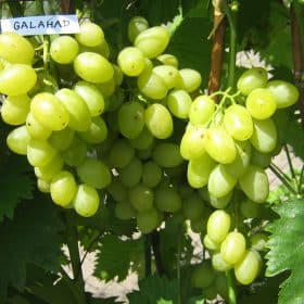 Galahad