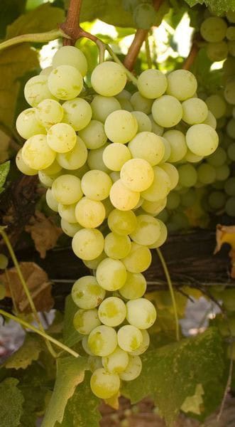 Marquis szőlőoltvány