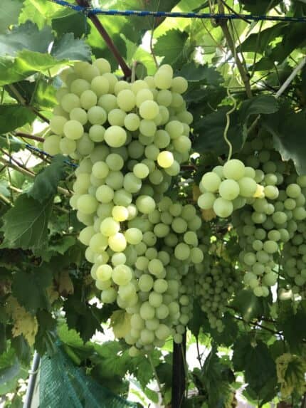 Július királya szőlőoltvány