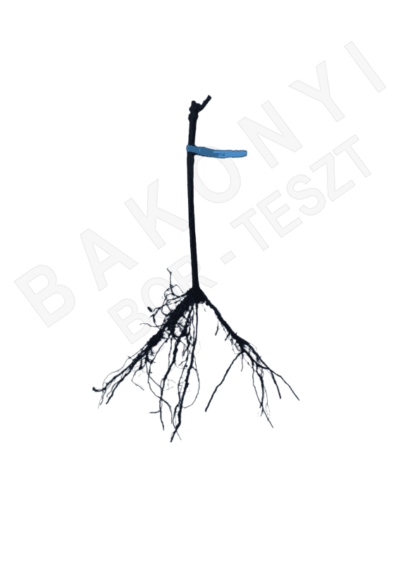 szabadgyökerű szőlőoltvány