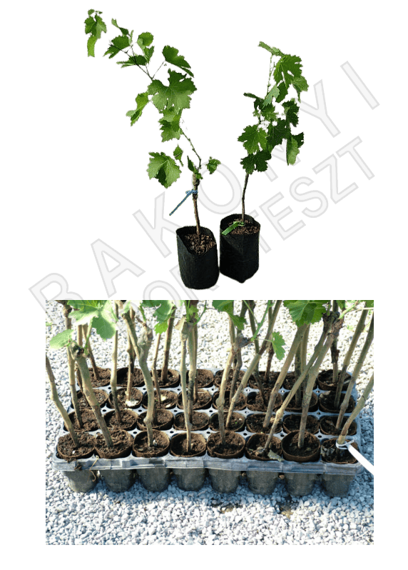 szőlőoltványok - poharas, cserepes, konténeres